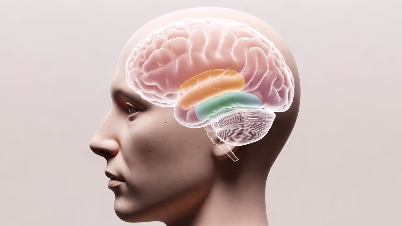 Side view of a human head with highlighted prefrontal cortex and amygdala in a medical-style illustration